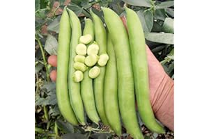SUTTONS SEEDS Suttons Bean (Broad Bean) Seeds Luz de Otono, Vegetable Seed, Approx. 35 Seeds per Pack, Grow Your own, Ideal for Beds and Borders
