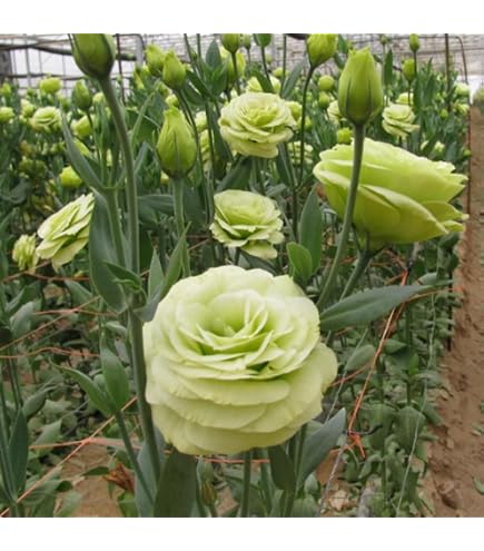 Potseed . 100 STK/Packung Lila Lisianthus Rare Staude Blte Eustoma Blumen  fr Hausgarten-Topfpflanze: 6 : Amazon.de: Garten