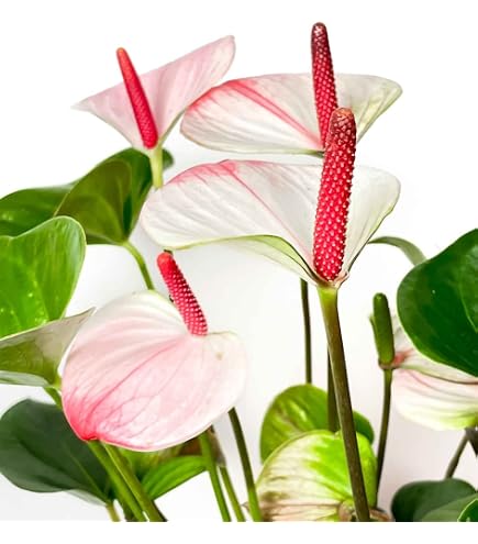 Chitra Garden Blue Anthurium Live Plant 