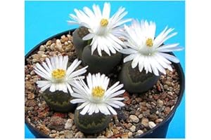 EXOTIC PLANTS Lithops salicola - lebender Stein - 15 Samen