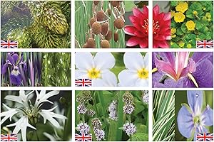 Lincolnshire Pond Plants Ltd Marginal Pond Plants Premium Small Pond Pack Starter - Top-Up - Bareroot - Fresh Picked with Lily