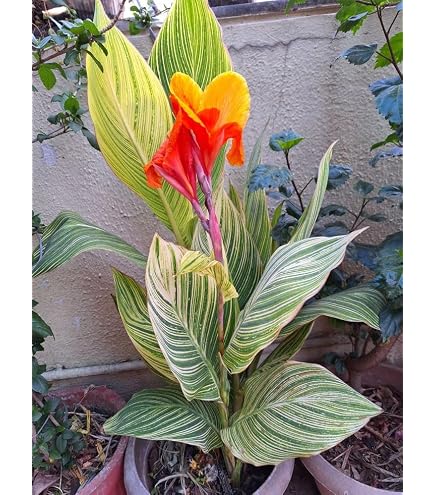 Indian Gardening Vibrant Canna Variegated | Striped Leaf Canna
