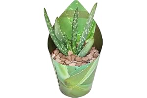 Exotenherz Aloe Vera – Mini Aloe – Raritet – 6,5 cm kruka – 15 cm hög