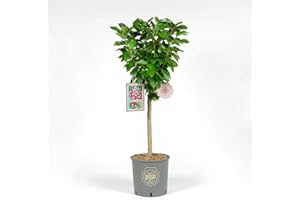 Vannucci Piante - Ciliegio Nano in vaso, Pianta da terrazzo, Prunus avium, Albero da frutto nano