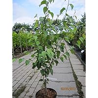 Betula utilis Trinity College - Weißrindige Himalaya-Birke Trinity College