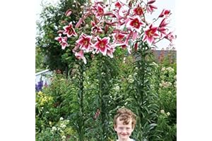 COOTO 1x Bulbo lirio Plantas naturales exterior Lirios bulbos Flores para jardin naturales Planta perenne Friso