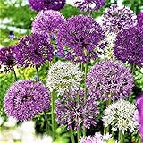 BIG SET Garten Zierlauch Riesen Allium Mix Lila weiß 25...