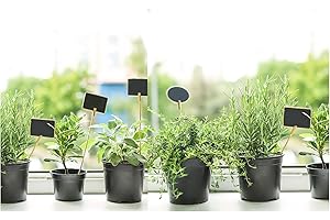 NEWLANDS 6 Pack of Potted Mixed Herb Plants Assorted Plants Such as Parsley, Sage, Thyme, Mint. Ideal for herb Garden. Grow Your own.