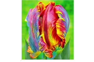 BALDUR Garten Regenbogen-Tulpe "Blumex®",8 Stück, Tulipa, Blumenzwiebeln, pflegeleicht, winterhart, mehrjährig, blühend, Schnittblume, Tulipa Hybrid, Frühlingsblumen