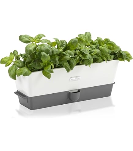 Erbe aromatiche da balcone: come coltivarle in vaso - La Fioreria