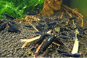 Shrimpfarm-Frankfurt Schwarze Tigergarnele OE/Black Tiger OE 10 STK