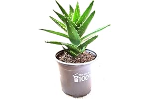 BEST4GARDEN Delightful Mini Aloe Vera Plant Excellent healing benefit - Aloe Vera Gel - Next day delivery option - Aloe Vera, Aloe vera plants, Aloe plant, Aloe Vera plant, Healing, Aloe Vera Gel, evergreen, easy care, treating burns cuts rashes, gift, plant gifts, kitchen plant, houseplant, office plant, Christmas, Christmas gifts, Christmas presents, Xmas gifts, Xmas, Small plants.
