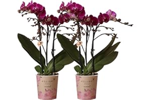 Kolibri Orchids | COMBI DEAL de 2 orchidées violettes Phalaenopsis – Morelia – Taille du pot Ø 9 cm | Plante d'intérieur à fleurs – Frais du cultivateur
