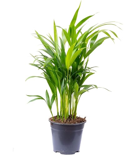 Chamaedorea seifrizii 120-140 cm  Bambuspalme, Pflegeleichte Zimmerpflanze  fr Zuhause, Dekorative Grnpflanze : Amazon.de: Garten