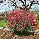 Schädlinge im garten Schädlinge im garten