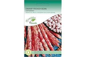 KRAIDO SEEDS Kraido Purple Dwarf French Bean Seeds Dalmaziano Phaseolus Vulgaris 50 Seeds Grow Your Own Vegetables Perfect for Outdoor Growing in Raised Beds or Larger Pots and Containers