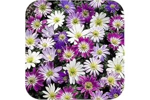 Anemone x 25 Bulbs corms blanda Mixture Mixed by Growtanical®