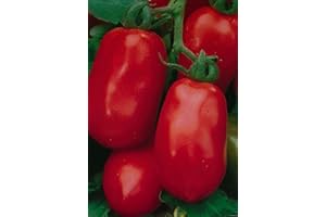 JUST SEED JustSeed - Tomato - Roma - 100 Seeds - Economy Pack