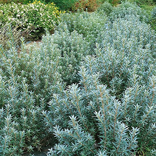 Sanddorn Busch, männlich, 1 Pflanze - 2