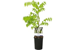 GREEN BOUTIQ GreenboutiQ - Glycine - Wisteria floribunda Alba - Fleurs blanches - 1 plante - Pot 11cm Hauteur 40cm