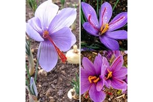 FLOWER FIELD STORY 5 Pezzi Bulbi Di Zafferano Bulbi Per Piantare Piante Da Giardino In Vaso Fiori Adorabili Stile Esotico Non C'è Bisogno Di Prendersi Cura Troppo Di Varietà Preziose