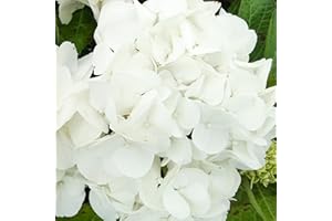 GARDENERSDREAM Lacecap Hydrangea macrophylla Shakira | Deciduous Potted Garden Shrub for Sale (15-30cm (Incl. Pot))