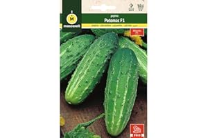 M MASCARELL SEMILLAS DESDE 1920 Mascarell Semillas, PEPINO, Semillas Huerto, PEPINO POTOMAC F1, Crea tu Propio Huerto Urbano y Cultivo en Casa, Plantas Hortícolas, 0,7 Gramos