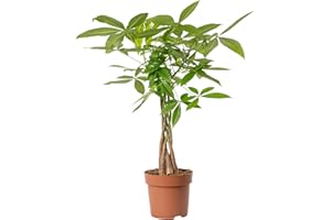 GARDENERSDREAM Pachira Aquatica Money Tree Evergreen Indoor House Plant for Home Office in Pot | Stunning Foliage, Real Plants (17cm Pot, 50-60cm)