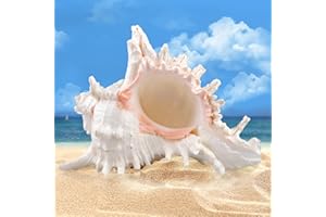 SUNOYA Natürliche Muscheln,18-20cm Große Natürliche Muschelschalen,Riesige Ocean Muschel,Große Muscheln Zum Basteln Für DIY Handwerk Dekor,Strand-Mottopartys,Hochzeitsdekor