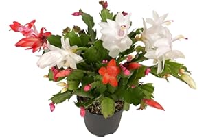 DECOALIVE Cactus de Navidad Schlumbergera Planta de Interior Resistente