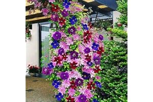 LAMPHLE 100 Pz Clematide Semi di Vite Rampicante Fiore Pianta Home Office Ornamento Decorazione Semi per Piantare Giardino Colore Misto