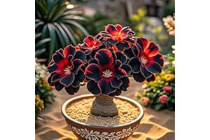 IOUPLIUKDF Rosa del desierto, perenne, híbrida, de larga floración, para decoración de interior y exterior.-1bulbo-D