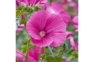 GARDENERSDREAM Lavatera Ruby Star Tree Mallow Compact Semi-Evergreen Outdoor Garden Pot Plant (20-30cm (Incl. Pot))