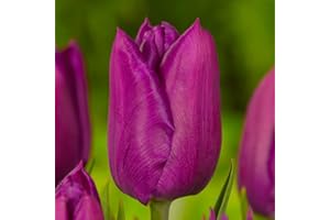 DUTCH BULBS EXCLUSIVE PLANTS FROM HOLLAND Bulbos de tulipán Doble "Pasión Violeta" (20 bulbos) tulipanes exclusivos de Holanda, resistentes al invierno y perennes para jardines, macetas, balcones de Ámsterdam