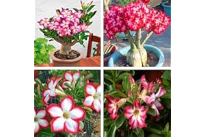 DEWIN Bonsai Samen - Wstenrose seltene rosa Wüstenrose Samen, Bonsai Tree Plant Decor(5PCS)