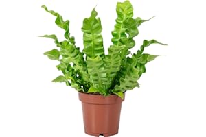 FLOWERBOX Nestfarn - pflegeleichte Zimmerpflanze, Asplenium nidus 'Crispy Wave' - Höhe ca. 25 cm, Topf-Ø 12 cm