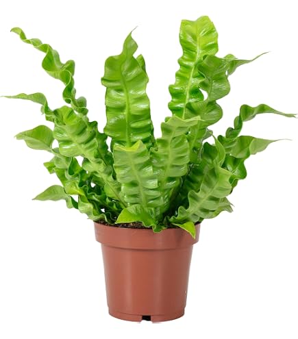 Nest-Farn 15-20 cm, in Hydrokultur (13/12er Kulturtopf), pflegeleichte  Zimmerpflanze, fr Halbschatten, beliebte Hngepflanze, Asplenium antiquum  : Amazon.de: Garten