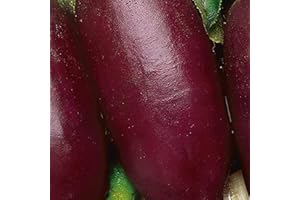 WegAna Semillas de remolacha 10g, Remolacha, Semillas de hortalizas robustas, Semillas de hortalizas, Semillas de cultivo, Semillas de invernadero