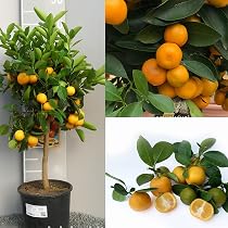 Pianta Di Arancio Navellina Arancio Amaro SAVINI VIVAI, Albero - 3