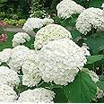 NEW DEBNATH NURSERY, White Hydrangea Flower Healthy Live Plant (pack of-1) W1