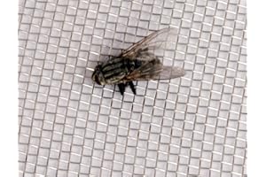 1.35mm Hole Size 316L - Fly Screen Mesh, Stainless Steel - Cut Size: Sample - Woven Wire Mesh - by Inoxia