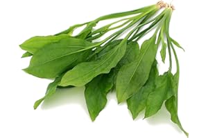 K2AQUA 2X Large Echinodorus Bleheri Amazon Sword Live Aquarium Plants Tropical Freshwater Background Green Foliage Easy Care Low Light Hardy for Shrimp Fish Tank Aquascape