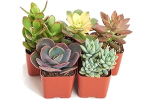TodoCactus Set de 5 Suculentas Variadas Plantas Decorativas en Maceta 5cm
