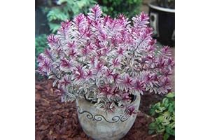 GROWON SHRUBS Hebe 'Heartbreaker' | Evergreen Shrub | Pot Plant