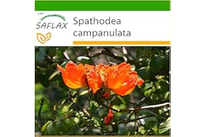 SAFLAX - African Tulip Tree - 30 Seeds - with Soil - Spathodea campanulata