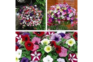 Petunia Flower Plants Garden Ready Plugs Bedding & Hanging Basket Pot Plants for Instant Impact & Colour 1 x Pack of 30 Garden Ready Petunia Easy Wave Ultimate Mix Plants by Thompson & Morgan