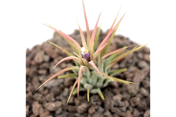 exotenherz - Tillandsia ionantha ionantha - plante vrac