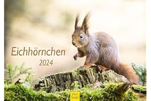 ‎EDITION SEIDEL Edition Seidel Premium Kalender Eichhörnchen 2024 Format DIN A3 Wandkalender Tierkalender Weltweit Wildtiere Waldtiere heimische Tiere