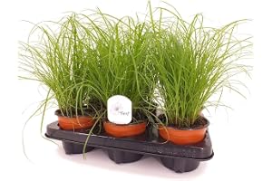 Inomhusväxtset Cyperus Zumula växter, set om 3 – vattenpalm för rum och kontor, enkel skötsel, luftrenande inomhusväxter, perfekt för katter – husdjursvänliga dekorativa gröna växter