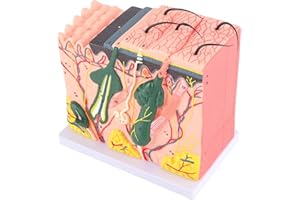 JEANOKO Skin Model demonstration model Human Skin Model 50X Skin Model Skin Magnified Model school supplies for teachingCameras and Imaging